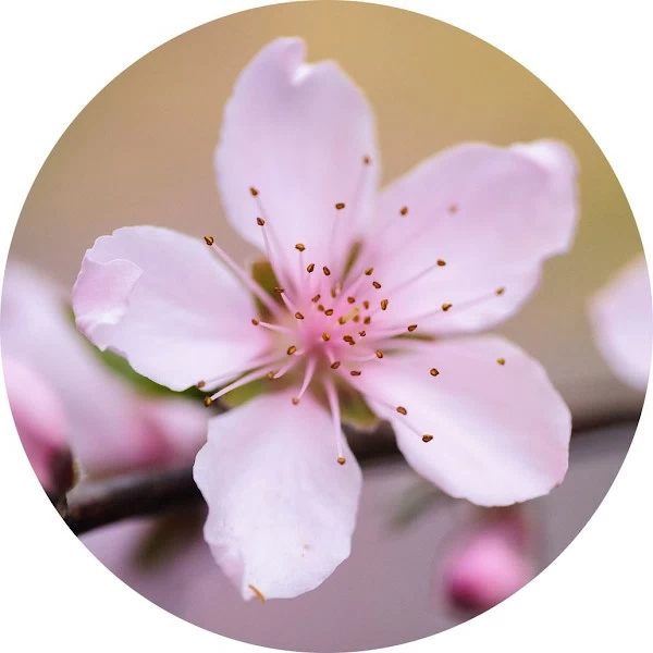 Flor del melocotonero