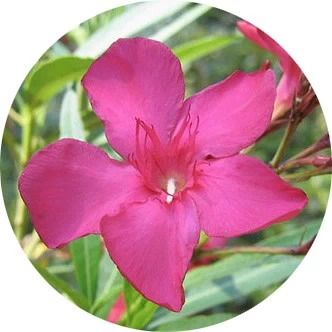 Adelfa