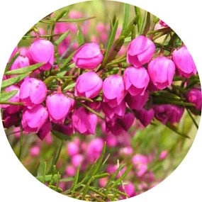 Boronia