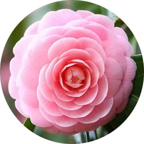 Camelia