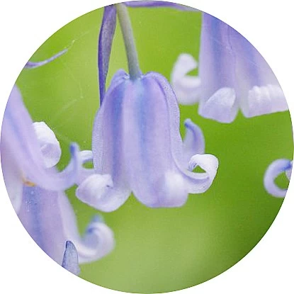 Campanilla