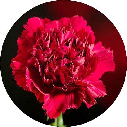 Clavel