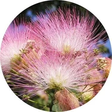 Flor de árbol de seda