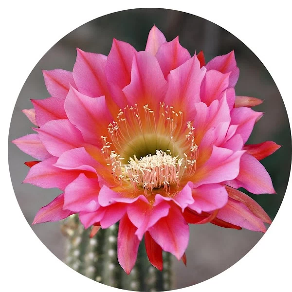 Flor de cactus