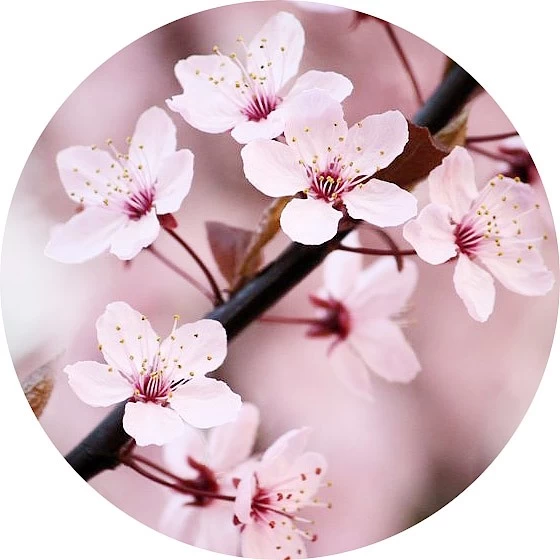 Flor de cerezo