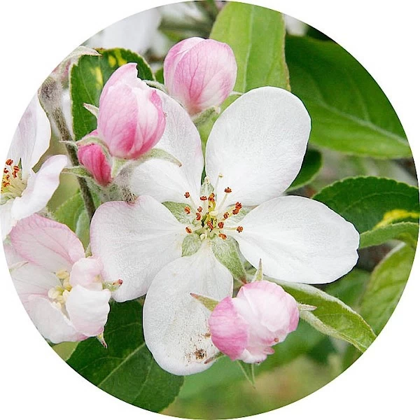 Flor de manzano
