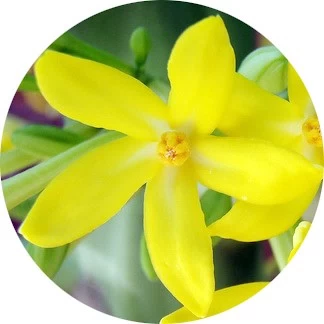 Flor de papaya