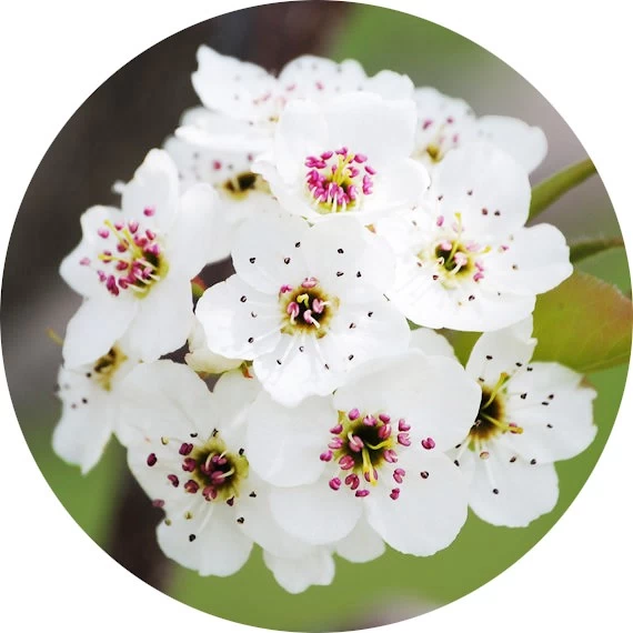 Flor de peral