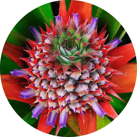 Flor de piña
