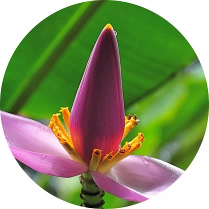 Flor de plátano