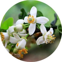 Flor de pomelo