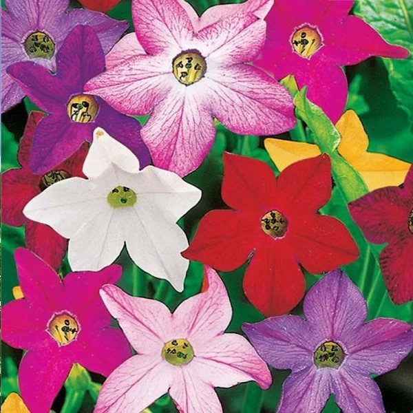 Flor de tabaco