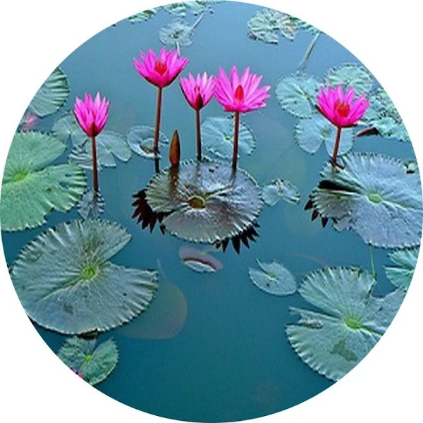 Flores acuáticas