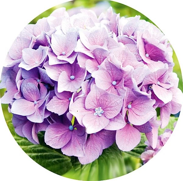 Hortensia