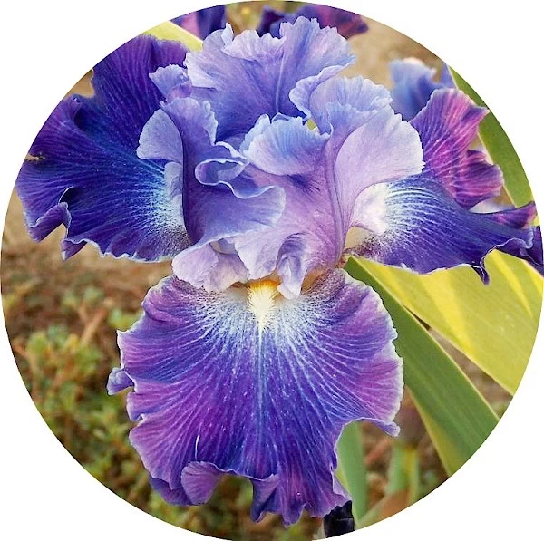 Iris