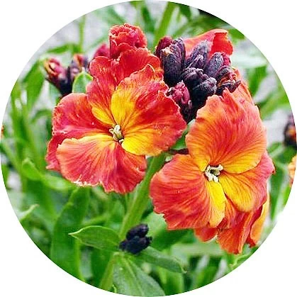 Lacphiolus