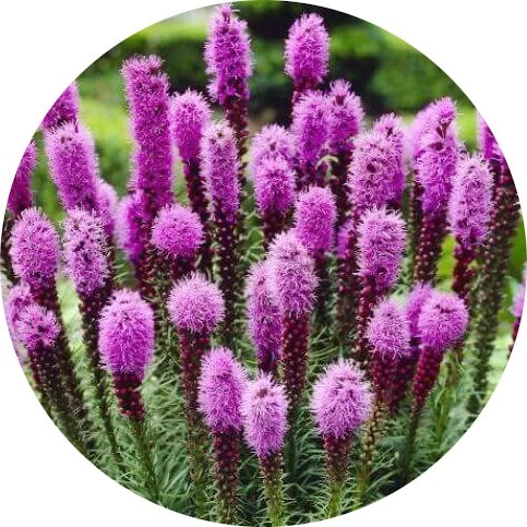 Liatris