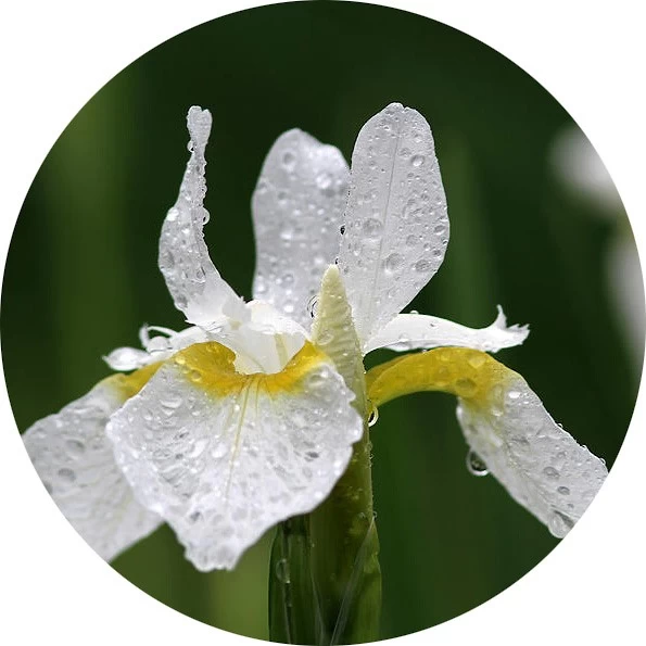 Lirio blanco
