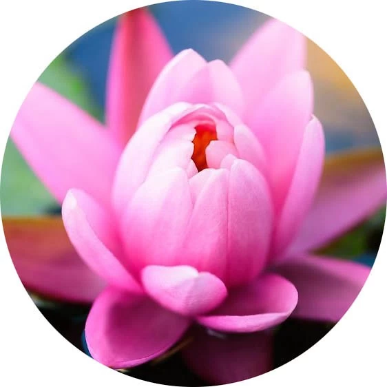 Loto rosa