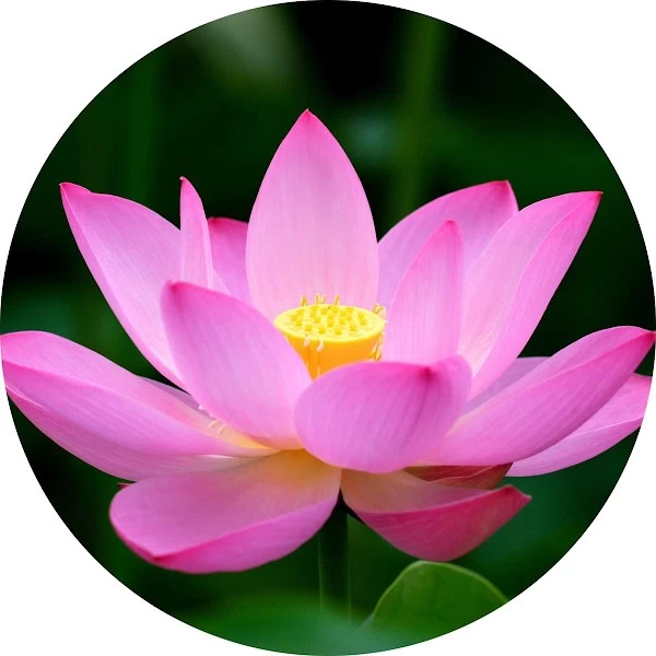 Loto