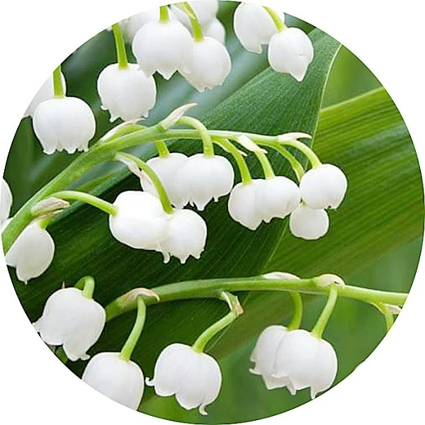 Mahonial