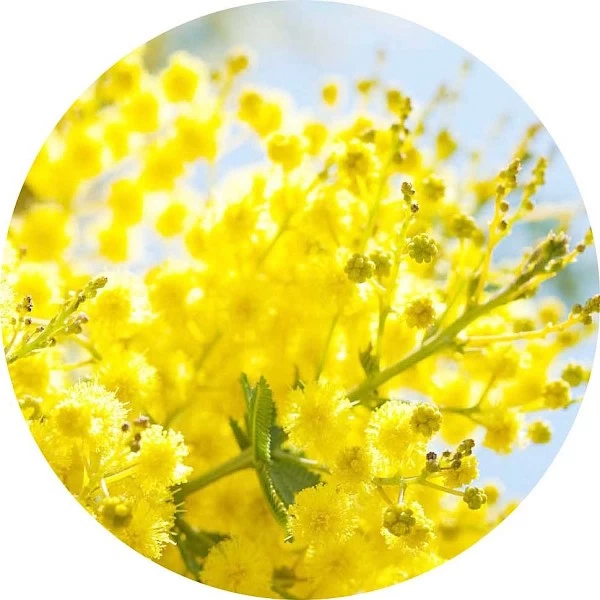 Mimosa