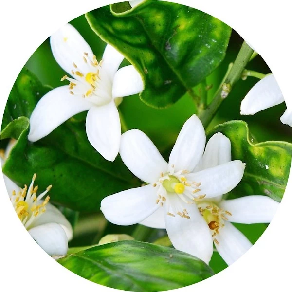 Neroli
