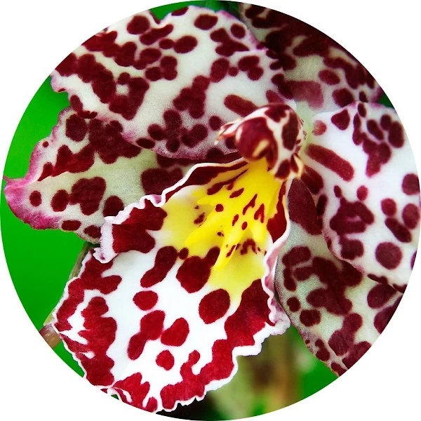 Orquídea tigre