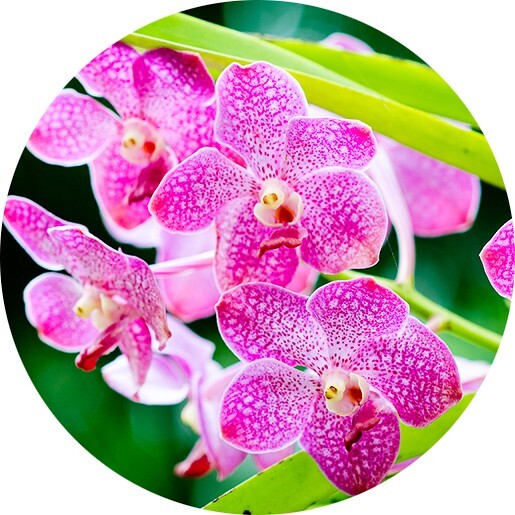 Orquídea