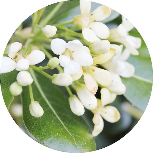 Pittosporum
