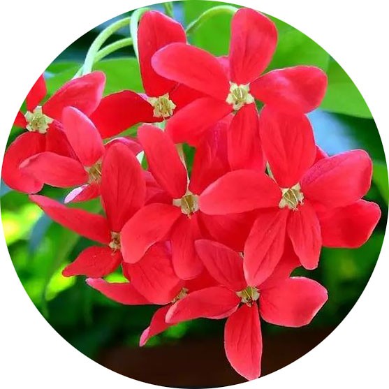 Quisqualis india