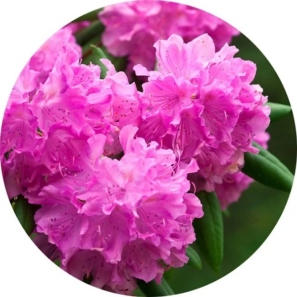 Rododendro