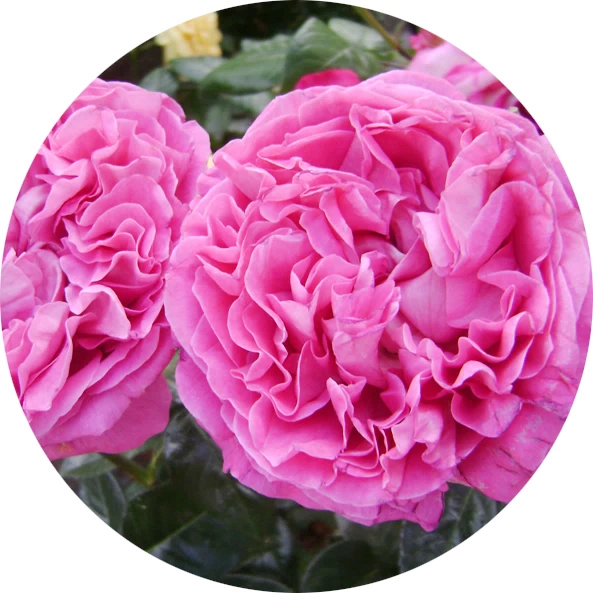 Rosa de mayo