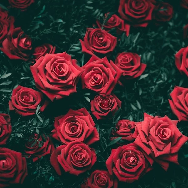 Rosenoxide