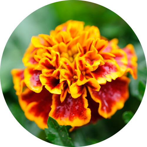 Tagetes