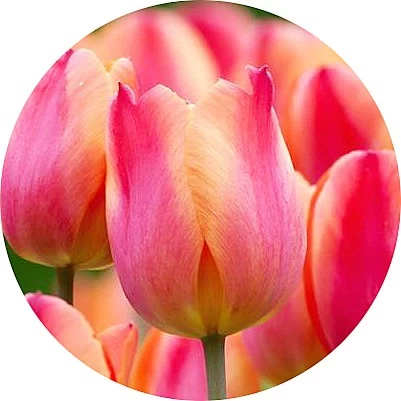 Tulipán