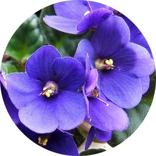 Violeta