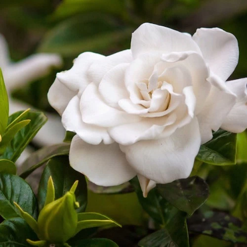 Flores blancas