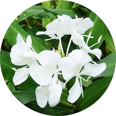Lirio de jengibre