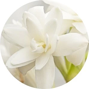Tuberosa