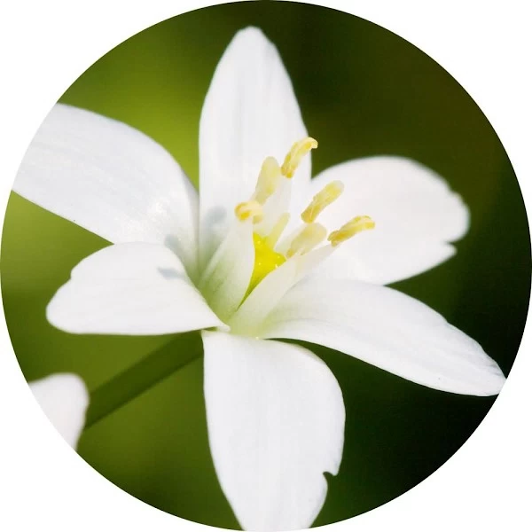 Paradisona