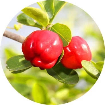 Cereza de Barbados