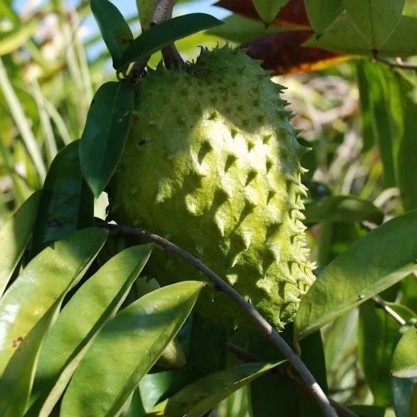 Graviola