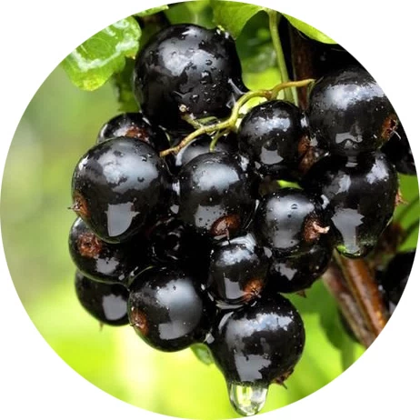 Grosella negra