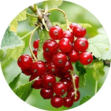 Grosella roja