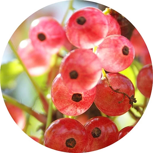 Grosella rosa