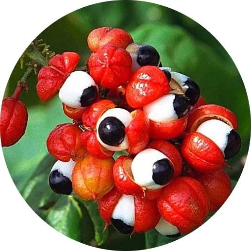 Guaraná