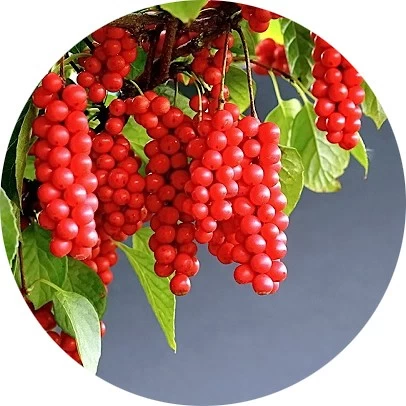 Schisandra