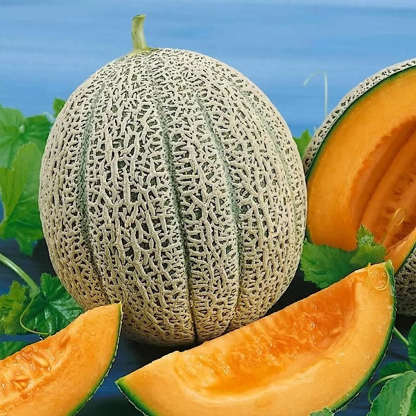 Melón cantalupo