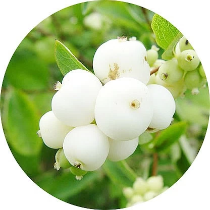Mora de las nieves